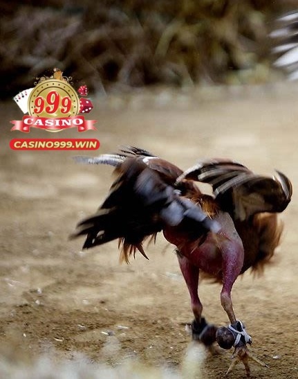 Daga999 ở đâu? Tại sao nên cá cược tại Daga999?