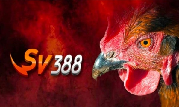 SV388 – Gavietsv388.com Trường đá gà đình đám nhất trên thị trường