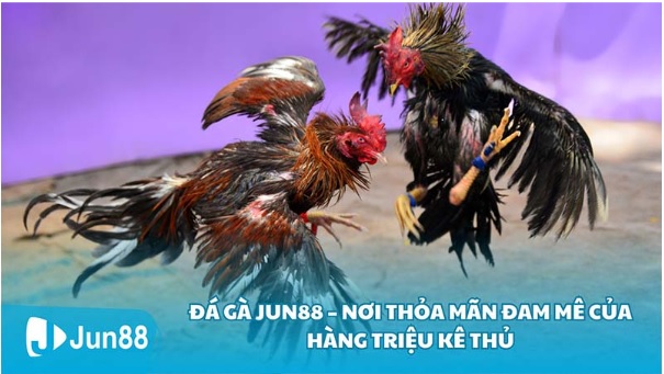 Jun88: Nâng Tầm Trải Nghiệm Đá Gà Với Các Dịch Vụ Hiện Đại