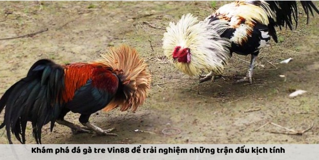 Đá Gà Tre Vin88: Trải Nghiệm Kịch Tính Với Cơ Hội Thắng Lớn