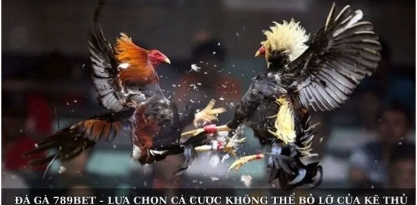 Đá Gà 789bet – Lựa Chọn Cá Cược Không Thể Bỏ Lỡ Của Kê Thủ