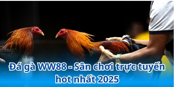 Đá gà ww88: Sân chơi đá gà trực tuyến hàng đầu