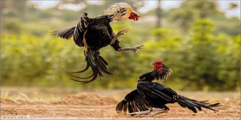 Bí Quyết Chăm Sóc Gà Chọi Vuabet88: Bí Truyền Dễ Áp Dụng