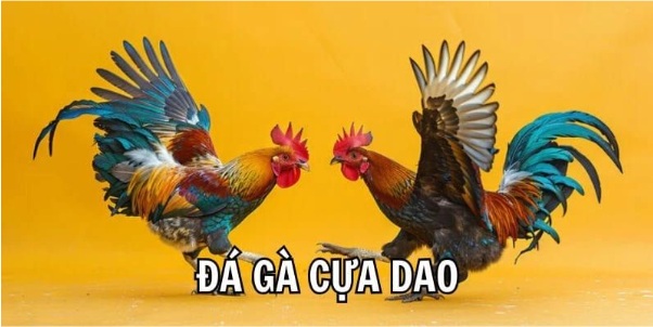 Đá Gà Cựa Dao - Màn So Tài Sắc Lạnh Và Cuốn Hút Nhất