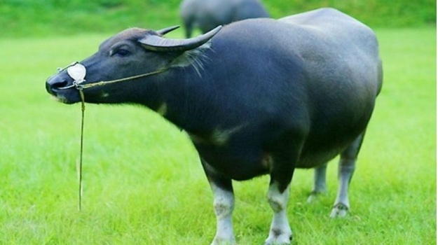 Mơ Thấy Con Trâu Đánh Con Gì? Giải Mã Giấc Mơ Chính Xác