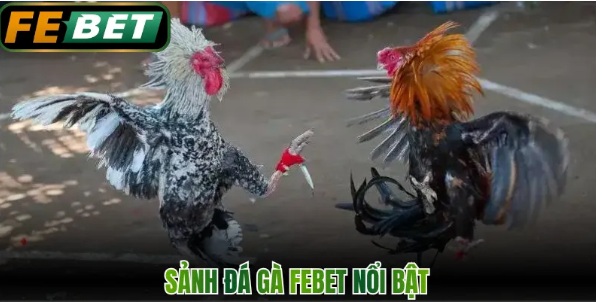 Đá Gà Febet: Hướng Dẫn Kiểm Tra Thông Tin Và Quy Định